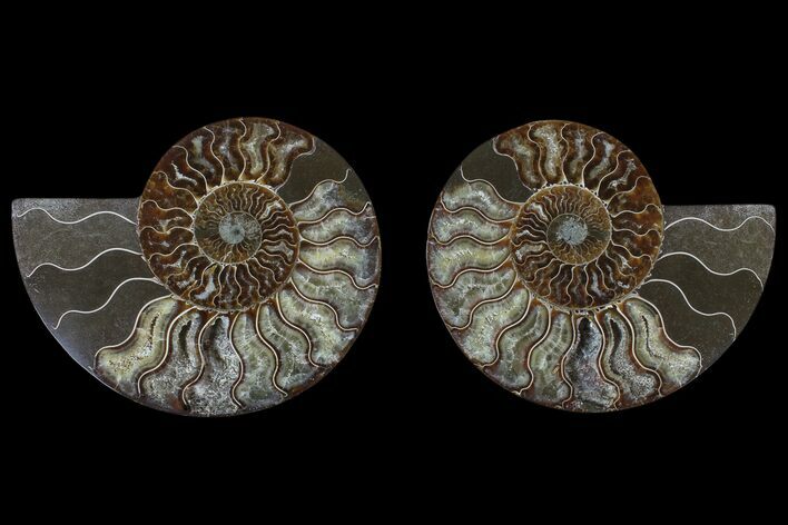 Agate Replaced Ammonite Fossil - Madagascar #166902